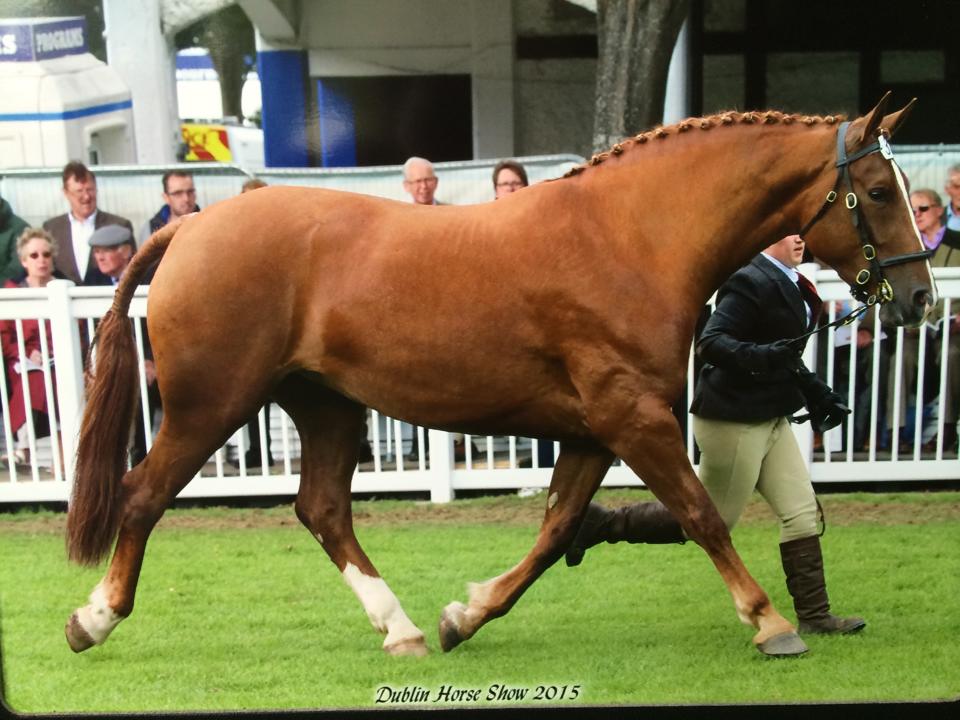 Reserve Champion Mare Dublin Horse Show 2015